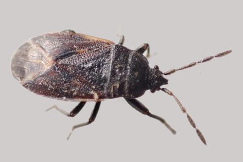 Réf. 301 704 : Drymus sp.